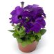 Петуния Tritunia F1 Blue pro-TrituniaBlue-1000dr фото 2