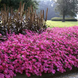 Петунія Tidal Wave F1 Hot Pink TidalWaveHotPink фото 1