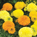 Тагетес Antigua F1 Mix AntiguaMix фото 4