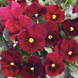 Виола рогатая Penny F1 Red Blotch pro-PennyRedBl-1000 фото 3