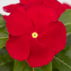 Вінка SunJewels Red with Eye pro-vinsunredwiteye-1000 фото 1
