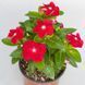 Вінка SunJewels Red with Eye pro-vinsunredwiteye-1000 фото 3