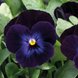 Віола рогатая Admire F1 Deep Purple Face pro-viorogadmf1deepurfac-1000 фото 2