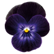Віола рогатая Admire F1 Deep Purple Face pro-viorogadmf1deepurfac-1000 фото 1