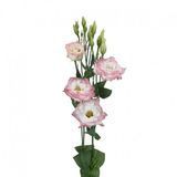 Еустома Aube 3 Pink Picotee pro-eusaub3pinpic-1000 фото