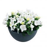 Платикодон Pop Star White imp pro-plapopstawhi-1000 фото