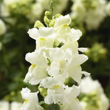 Львиный зев Snaptini F1 White SnaptiniWhite фото