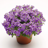 Обрієта Audrey F1 Light Blue pro-obraudf1ligblu-1000 фото