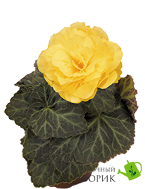 Бегонiя Nonstop Mocca F1 Yellow NonstopMoccaYellow фото
