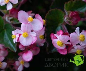 Бегонія Wookie F1 Pink Splash New2027 pro-WookiePinkSplash-500 фото