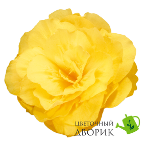 Бегонiя Nonstop Mocca F1 Yellow NonstopMoccaYellow фото