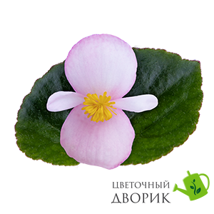 Бегонія Wookie F1 Pink Splash New2027 pro-WookiePinkSplash-500 фото