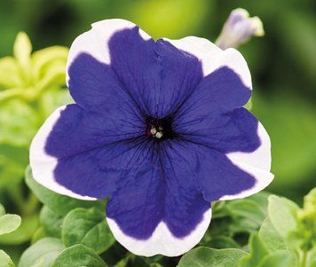 Петунія Limbo F1 Blue Picotee pro-petlimf1blupic-1000dr фото
