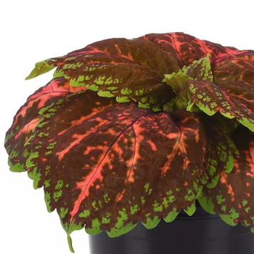 Колеус Kong Salmon Pink kolkonsalpin-5 фото