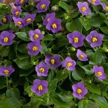 Фіалка перська Royal Dane Deep Blue pro-RoyalDaneDeepBlue-500 фото