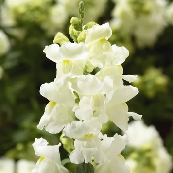 Ротики садові Snaptini F1 White SnaptiniWhite фото