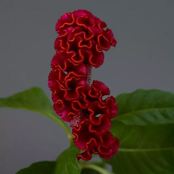 Целозія гребінчаста Neo Red impr pro-celgreneored-100 фото
