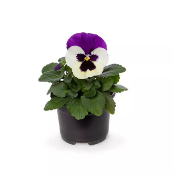 Вiола Delta Pro F1 Violet&White pro-DeltaVioletwWh-1000 фото