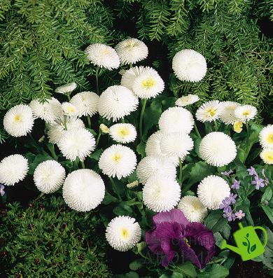 Маргаритка Tasso White pro-TassoWhite-1000 фото