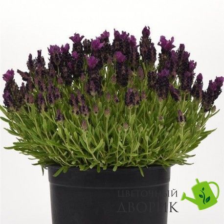Лаванда Bandera Deep Purple BanderaDeepPurple-10 фото