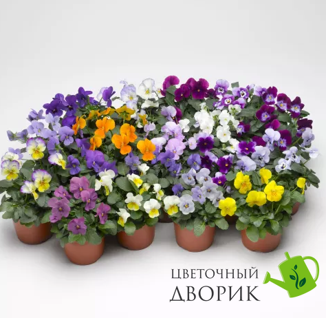 Віола рогатая Penny F1 Lane Mix pro-viorogpenf1lanmix-1000 фото