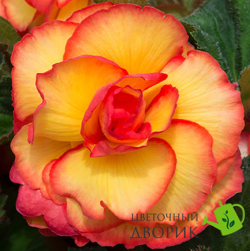 Бегонія Begonia On Top F1 Sun Glow pro-BegoniaOnTopSunGlow-500 фото