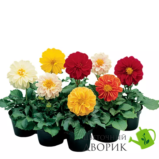 Жоржина Fresco Formula Mix pro-geofreformix-1000 фото