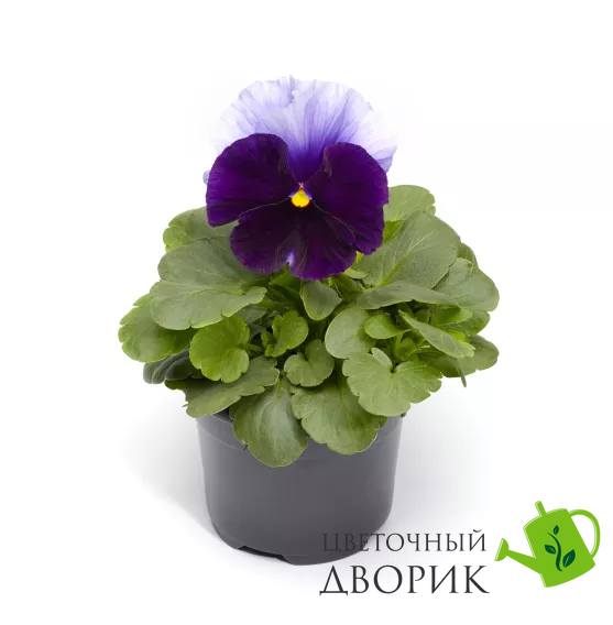 Виола Fino Beaconsfield pro-viofinbea-1000 фото
