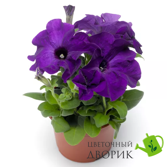 Петунiя Tritunia F1 Blue pro-TrituniaF1Blue-1000s фото