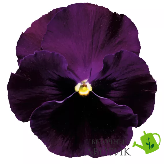 Вiола Colossus F1 Purple with Blotch ColossusPurplewB фото