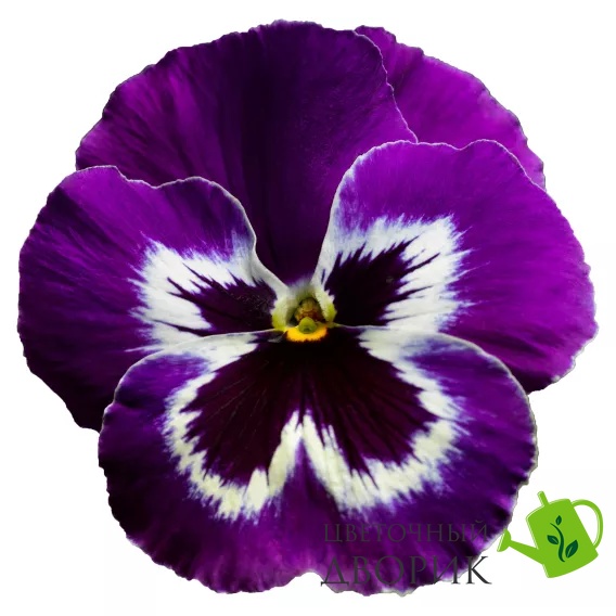 Виола Delta Pro F1 Violet&White pro-DeltaVioletwWh-1000 фото