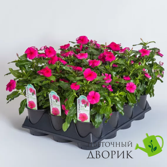 Винка Cora XDR Hotgenta pro-vincorxdrhot-1000 фото