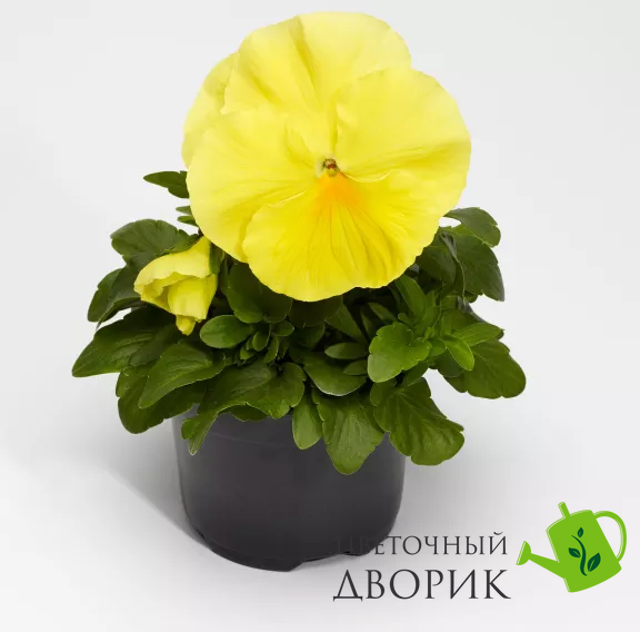 Вiола Fino Clear Lemon  pro-FinoClearLemon-1000 фото