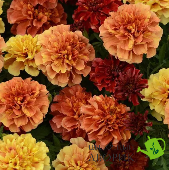 Тагетес Strawberry Blonde StrawberryBlonde фото