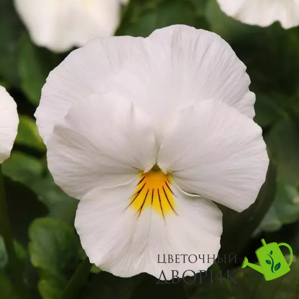 Вiола Cool Wave White pro-CoolWaveWhite-100 фото