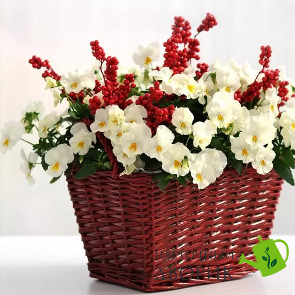 Вiола Cool Wave White pro-CoolWaveWhite-100 фото