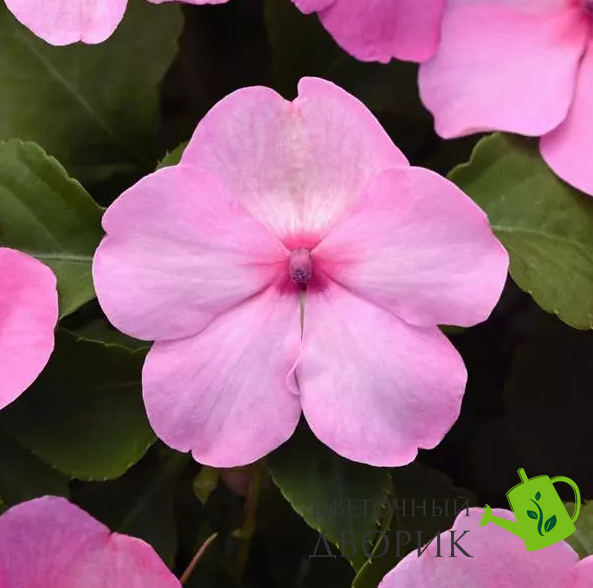 Бальзамін Beacon Light Pink pro-BeaconLightPink-1000 фото