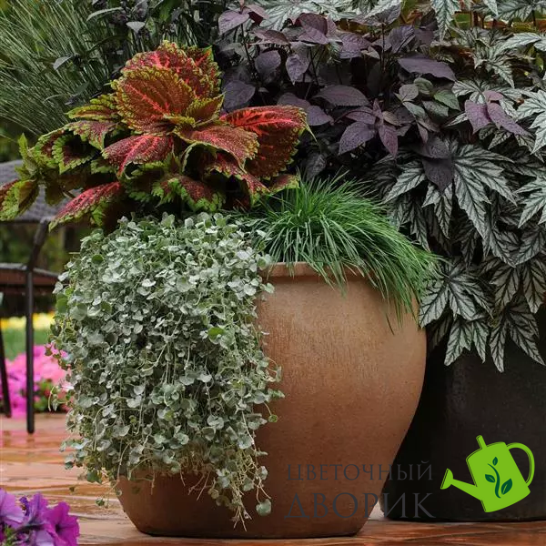 Колеус Kong Salmon Pink kolkonsalpin-5 фото