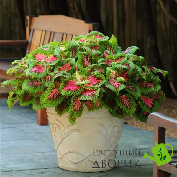 Колеус Kong Salmon Pink kolkonsalpin-5 фото