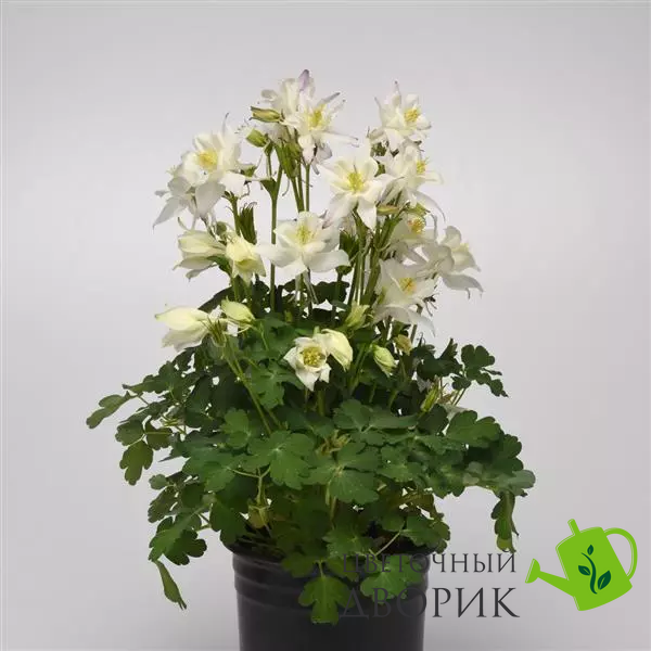 Аквилегия Earlybird White pro-akvearwhi-100 фото