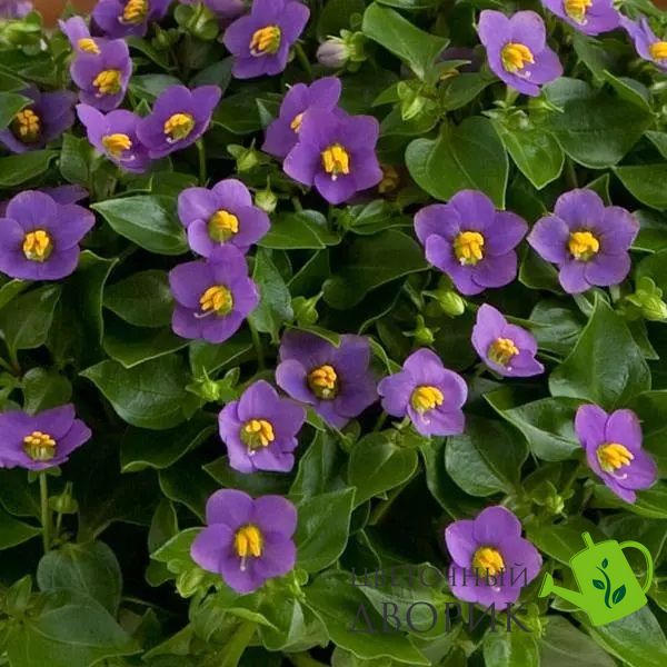 Фиалка персидская Royal Dane Deep Blue pro-RoyalDaneDeepBlue-500 фото