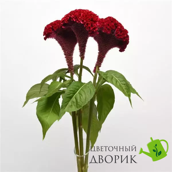 Целозія гребінчаста Neo Red impr pro-celgreneored-100 фото