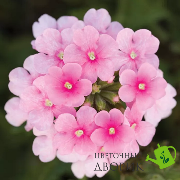 Вербена Obsession Cascade Pink Shades ObsessionCascadePinkSh фото