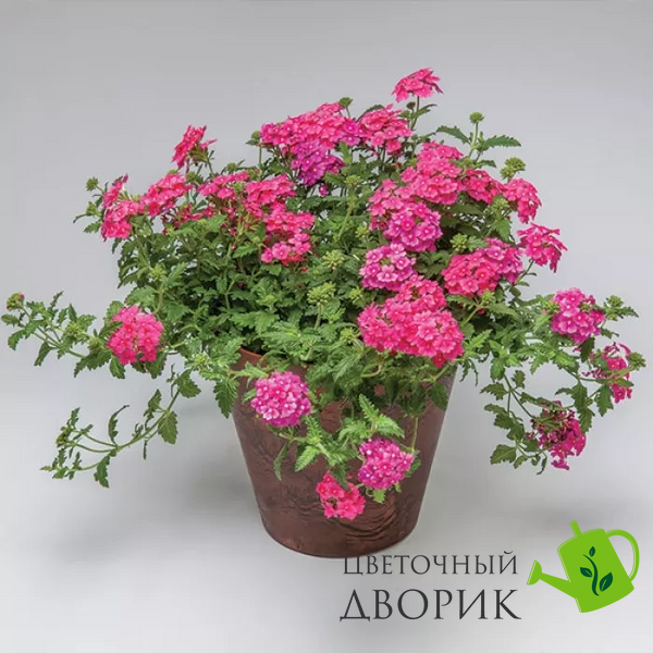Вербена Obsession Cascade Pink Shades ObsessionCascadePinkSh фото