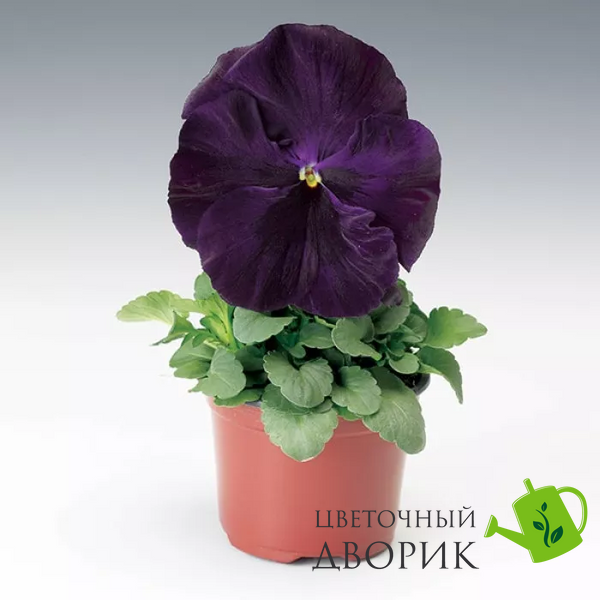 Вiола Colossus F1 Purple with Blotch ColossusPurplewB фото
