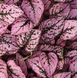 Гипоэстес Splash Select Pink  pro-gipsplselpin-1000 фото 2