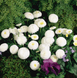 Маргаритка Tasso White pro-TassoWhite-1000 фото 3