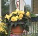 Бегонiя Nonstop Mocca F1 Yellow NonstopMoccaYellow фото 2