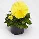 Вiола Fino Clear Lemon  pro-FinoClearLemon-1000 фото 2