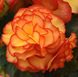 Бегонія Begonia On Top F1 Sun Glow pro-BegoniaOnTopSunGlow-500 фото 1